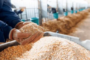 farmer-holding-organic-mixture-food-600nw-2413327775
